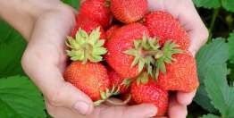 La ofrenda de nuestras primicias para Dios (Números 15:20-21; 18:12-18)