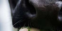 Solo se permite comer ciertos animales (Levítico 11)